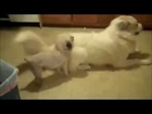 Big dog and small dog mating 1