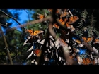 Monarchs by the Millions: Welcome to Butterfly Forest