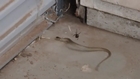 Snake Caught in Web Battles Redback Spider