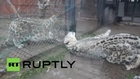 Russia: Love is in the air for these Snow Leopards