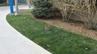 Slow Motion Rabbit Hops Twice and Munches on Grass