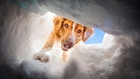 Ski Patrol Dogs of Snowmass