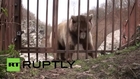 Russia: Hilarious head-banging bear loves hard rock
