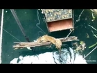 Drowning Leopard Rescued From A 60 foot Well By Wildlife SOS
