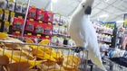 Frankie the Cockatoo Rejects Potato Ears at Pet Store