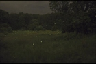Fireflies, Summer 2011