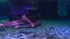 Shark aquarium opens in Hong Kong with conservation message
