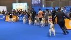 Dog competition kicks off in Thailand
