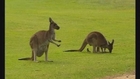 Kangaroos use tail as fifth leg, say researchers
