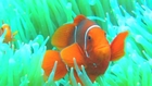 Reef fish lose brain power as oceans acidify