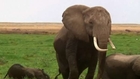 Researchers have sniffed out the secret to elephants’ smelling success