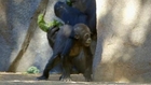 Baby gorilla finds her feet