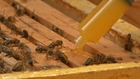 Bacteria-treated honey cures wounds and offers antibiotic resistance hope