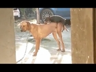 Small Dogs Desperately Trying to Hump Larger Dogs