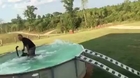 Two Quad Bikes Ride Up Ramp Into Pool