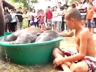 Baby elephants and kids on a hot day