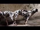 Tùng Lộc Pet: Tổng hợp Clip phối giống chó Đốm của Buu Dalmatian - Phần 1