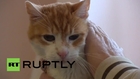 Serbia: Meet Garfield, 'the oldest cat in Europe'