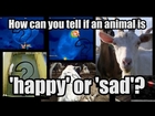 How can you tell if an animal is happy or sad?