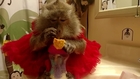 Monkey in a Dress Enjoys Some Food and Drinks