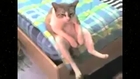 cat sit quietly in bed cute 2015 - funny cat animal