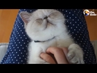 Kitten Loves Her Belly Rub