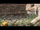 Thurston Bobcat Plays Pumpkin Soccer