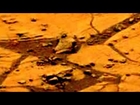 Animal Skull on Mars - Mars Anomalies 2014