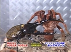 King Baboon VS Hercules Beetle