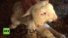 State of Palestine: Two-headed lamb born on farm in Khan Yunis