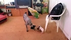 Totally fearless puppy defends food bowl