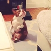 Belly Dancing Puppy