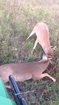 Good guy saves antler-locked deers.