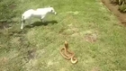 Dog Attacks Cobra