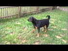 Rottweiler acting crazy because of a small dog