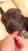 Dog is Dreaming that Someone is Playing with its Tongue