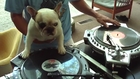 This French Bulldog Is A Better DJ Than Humans !