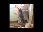 Dog goes nuts!