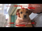 Miracle Puppy Survives Accident & Becomes Sweetest Boy in The World - Barry, Save Our Street Dogs,