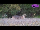 2014 Deer Hunting Early Season - Big Dominant Whitetail Buck Checking Does