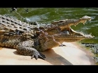 Catching a deadly crocodiles | The Best monsters Lakes