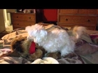 Dog really knows how to pleasure his....stuffed animal