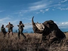 Drones Used to Stop Elephant and Rhino Poachers in Africa