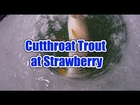 Hot Cutthroat Fishing at Strawberry Reservoir, UT!