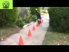 Rire   dogs funny   Planking And Owling Dogs New   New Funny Video