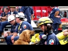 2014 American Humane Association Hero Dog Awards™ - Search and Rescue Dog Category - Bretagne