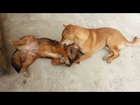 Big dog VS Small dog
