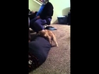 Dog vs. child / female dog humps woman part2