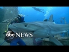 Inside the first-ever live 360 video of a shark dive