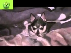 Rire   dogs funny   No Room For Daddy   New Funny Video